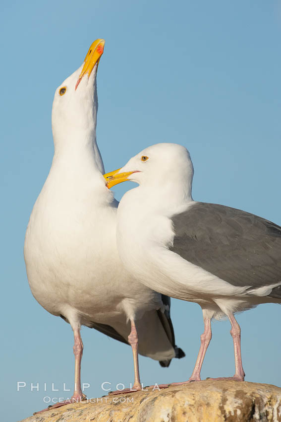 Western gulls, courtship behaviour. La Jolla, California, USA, Larus occidentalis, natural history stock photograph, photo id 18403