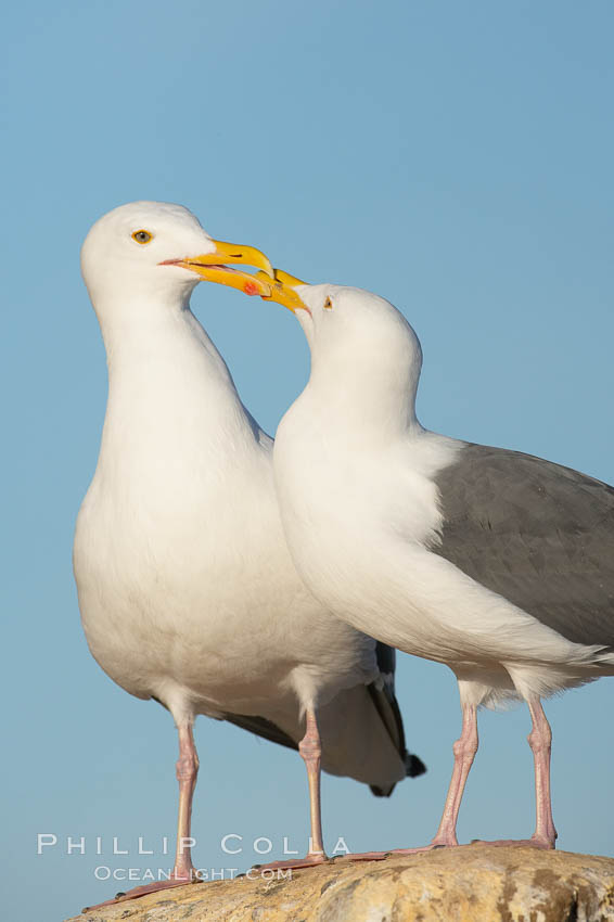 Western gulls, courtship behaviour. La Jolla, California, USA, Larus occidentalis, natural history stock photograph, photo id 18407