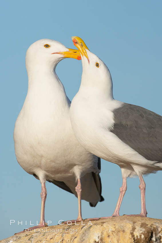 Western gulls, courtship behaviour. La Jolla, California, USA, Larus occidentalis, natural history stock photograph, photo id 18415