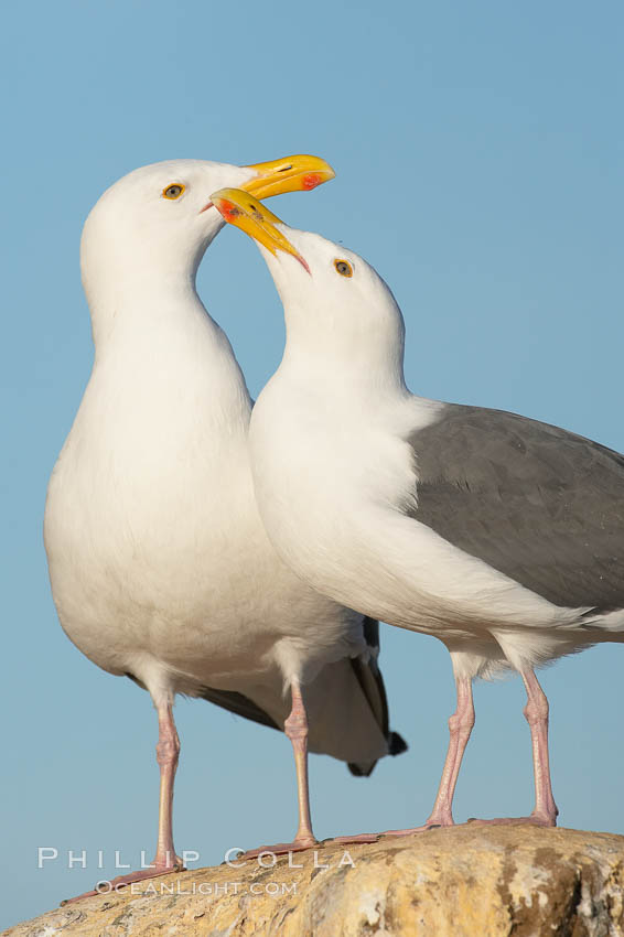 Western gulls, courtship behaviour. La Jolla, California, USA, Larus occidentalis, natural history stock photograph, photo id 18397