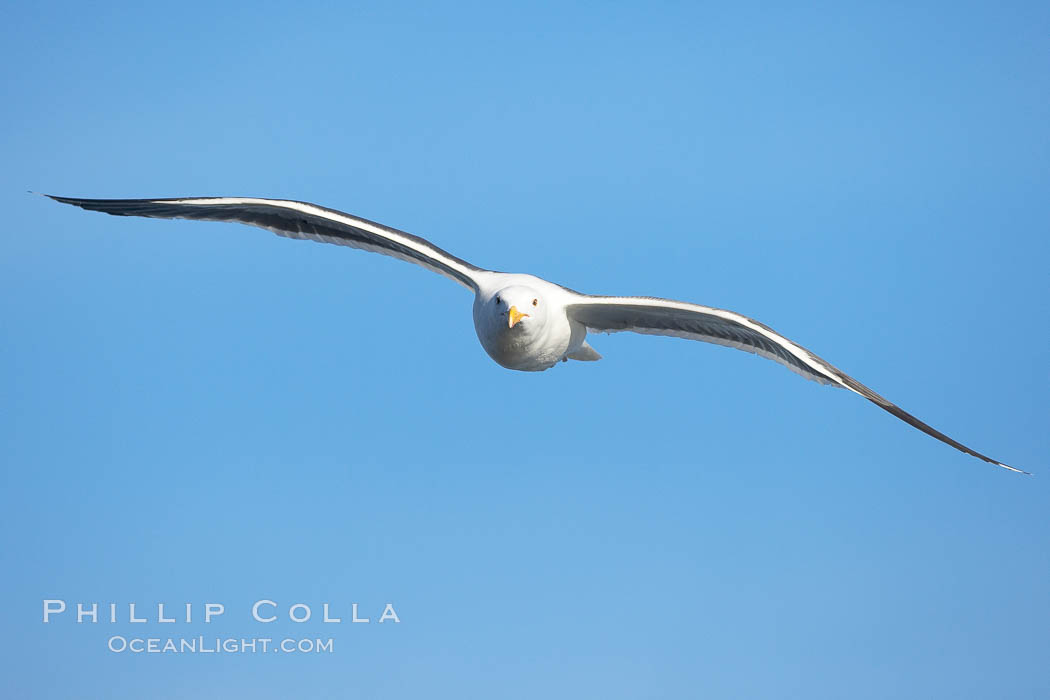 Western gull in flight. La Jolla, California, USA, Larus occidentalis, natural history stock photograph, photo id 18405