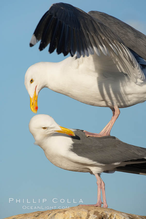 Western gulls, courtship behaviour. La Jolla, California, USA, Larus occidentalis, natural history stock photograph, photo id 18409
