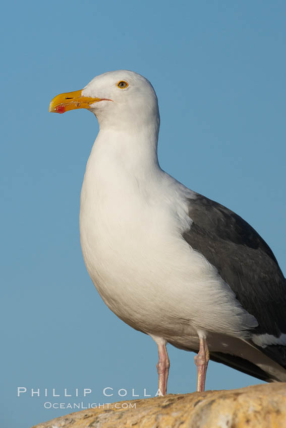 Western gull on sandstone cliffs. La Jolla, California, USA, Larus occidentalis, natural history stock photograph, photo id 18413