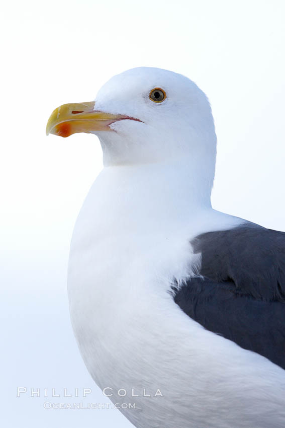 Western gull, adult. San Diego, California, USA, Larus occidentalis, natural history stock photograph, photo id 21365