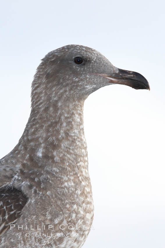 Western gull, juvenile. San Diego, California, USA, Larus occidentalis, natural history stock photograph, photo id 21417