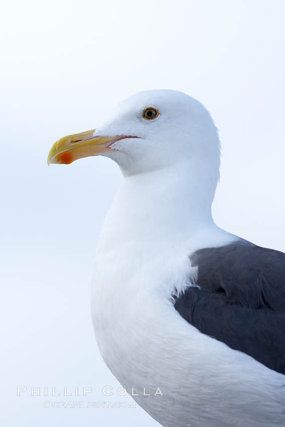 Western gull, adult. San Diego, California, USA, Larus occidentalis, natural history stock photograph, photo id 21453