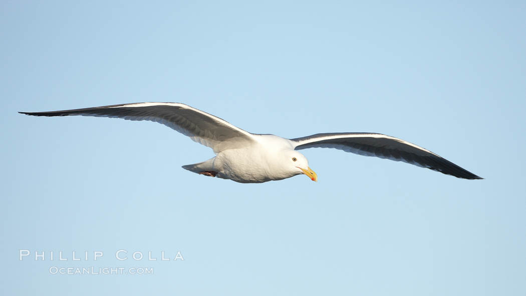 Western gull, flying. La Jolla, California, USA, Larus occidentalis, natural history stock photograph, photo id 22173