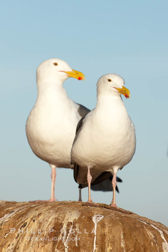 Western gulls. La Jolla, California, USA, Larus occidentalis, natural history stock photograph, photo id 22281
