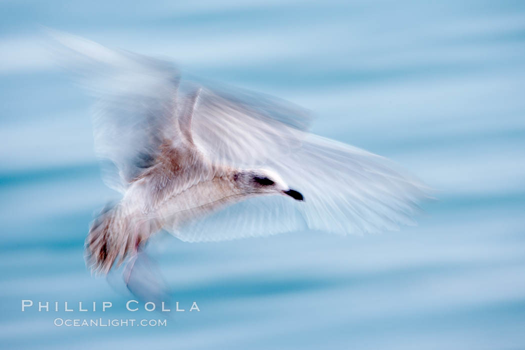 Juvenile gull, blurred as it slows to land. La Jolla, California, USA, Larus, natural history stock photograph, photo id 18466