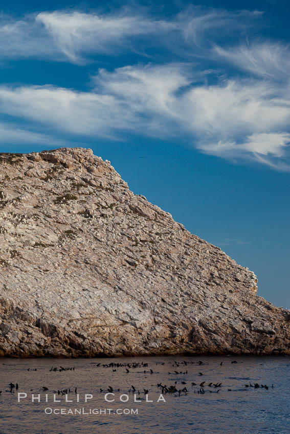 Las Animas island, large bachelor colony of male adult California sea lions in foreground, near La Paz, Sea of Cortez, Baja California, Mexico., natural history stock photograph, photo id 27588