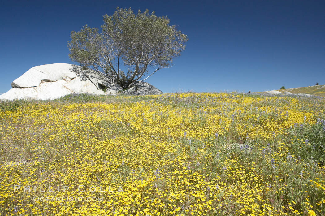 Goldfields bloom in spring. Warner Springs, California, USA, Lasthenia, natural history stock photograph, photo id 11591