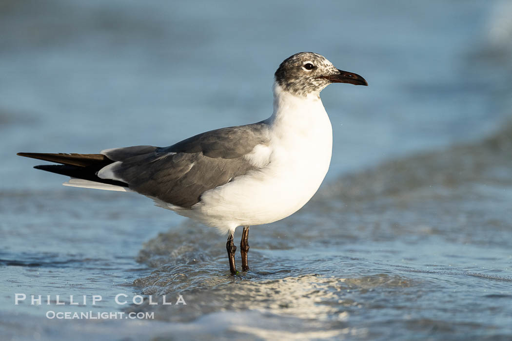 Laughing Gull, Leucophaeus atricilla, Fort De Soto, Florida, Leucophaeus atricilla, Fort De Soto Park, St. Petersburg Laughing Gull, Leucophaeus atricilla, Fort De Soto, Florida, Leucophaeus atricilla, Fort De Soto Park, St. Petersburg