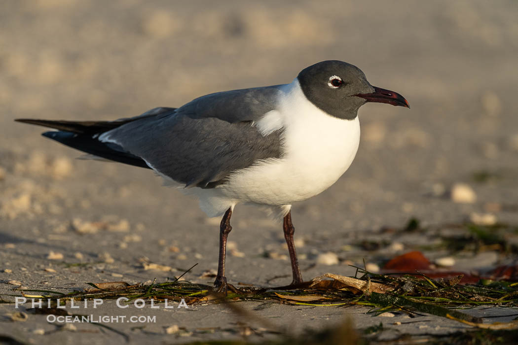 Laughing Gull, Leucophaeus atricilla, Fort De Soto, Florida, Leucophaeus atricilla, Fort De Soto Park, St. Petersburg Laughing Gull, Leucophaeus atricilla, Fort De Soto, Florida, Leucophaeus atricilla, Fort De Soto Park, St. Petersburg
