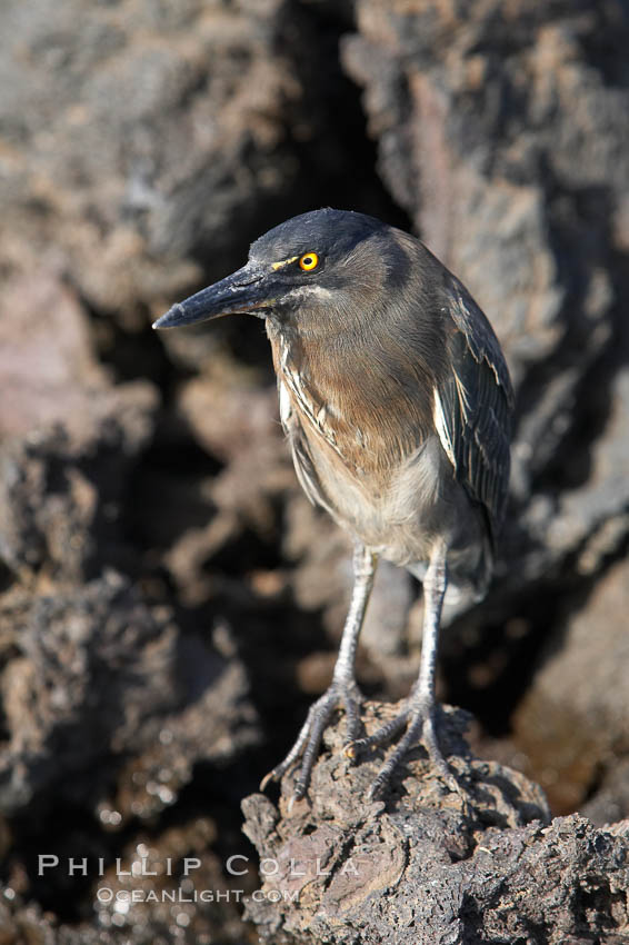 Lava heron on volcanic rocks at the oceans edge, Punta Albemarle. Isabella Island, Galapagos Islands, Ecuador, Butorides sundevalli, natural history stock photograph, photo id 16587