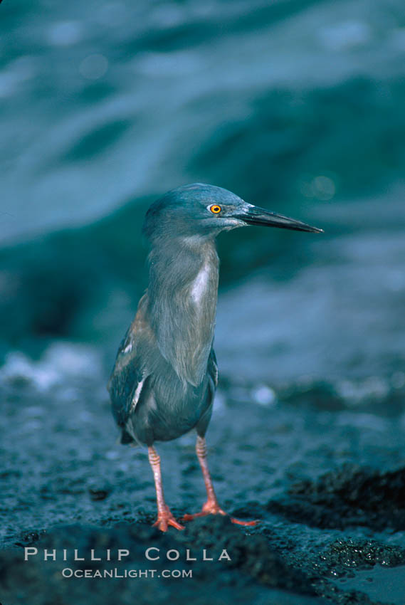 Lava heron. Galapagos Islands, Ecuador, Butorides sundevalli, natural history stock photograph, photo id 02275