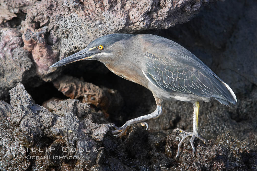 Lava heron on volcanic rocks at the oceans edge, Punta Albemarle. Isabella Island, Galapagos Islands, Ecuador, Butorides sundevalli, natural history stock photograph, photo id 16589