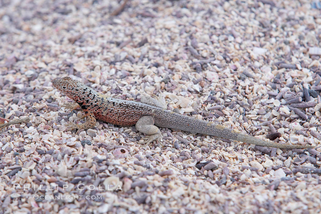Lava lizard. North Seymour Island, Galapagos Islands, Ecuador, natural history stock photograph, photo id 16584