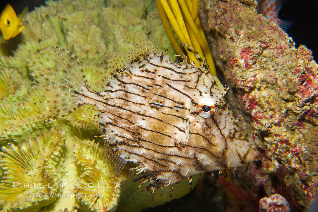 Leafy filefish., Chaetoderma penicilligera, natural history stock photograph, photo id 14504