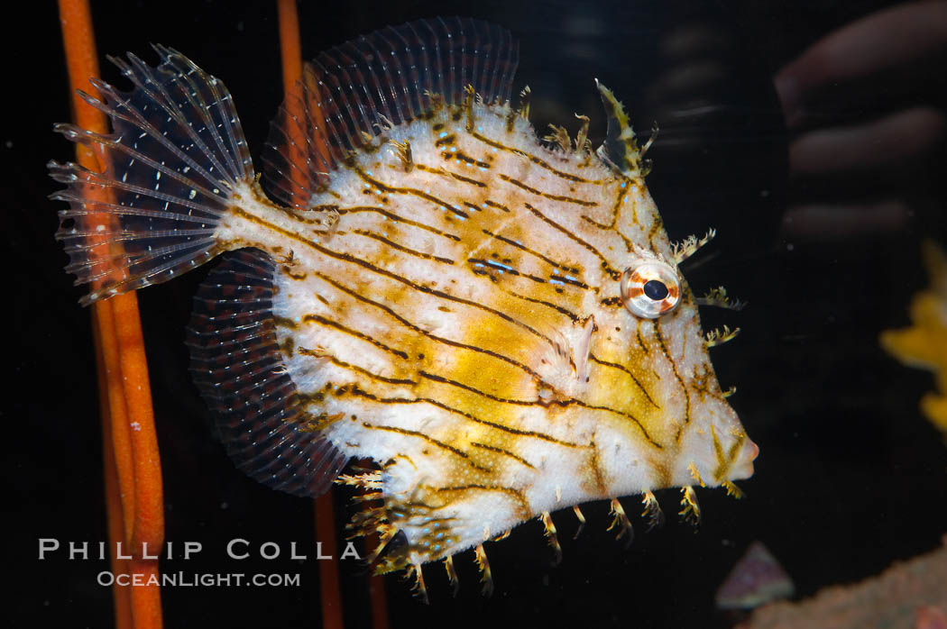 Leafy filefish., Chaetoderma penicilligera, natural history stock photograph, photo id 14553