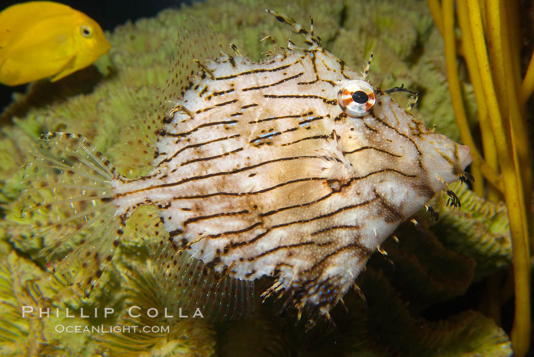Leafy filefish., Chaetoderma penicilligera, natural history stock photograph, photo id 14503