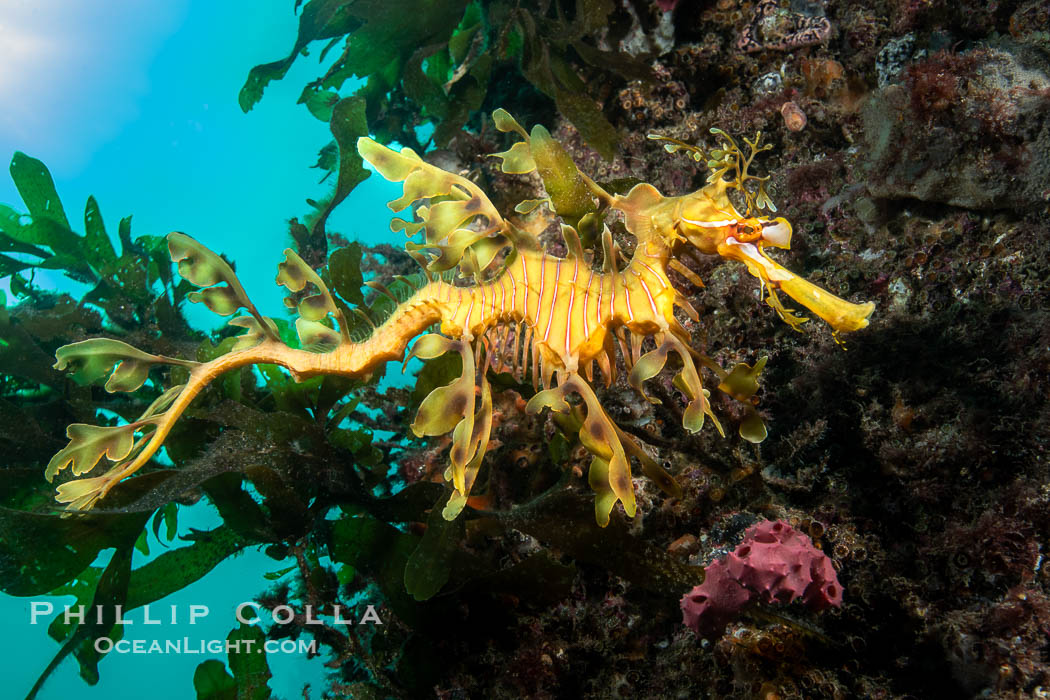 The leafy seadragon (Phycodurus eques) is found on the southern and western coasts of Australia.  Its extravagent appendages serve only for camoflage, since it has a nearly-invisible dorsal fin that propels it slowly through the water. The leafy sea dragon is the marine emblem of South Australia, Phycodurus eques, Rapid Bay Jetty