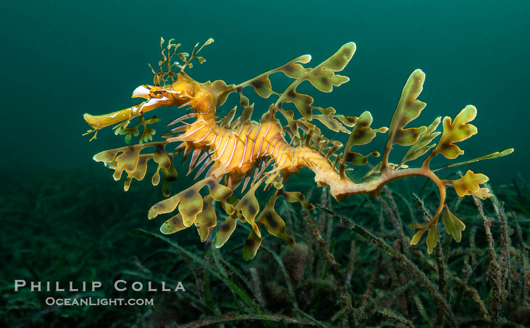 The leafy seadragon (Phycodurus eques) is found on the southern and western coasts of Australia.  Its extravagent appendages serve only for camoflage, since it has a nearly-invisible dorsal fin that propels it slowly through the water. The leafy sea dragon is the marine emblem of South Australia. Rapid Bay Jetty, Phycodurus eques, natural history stock photograph, photo id 39138