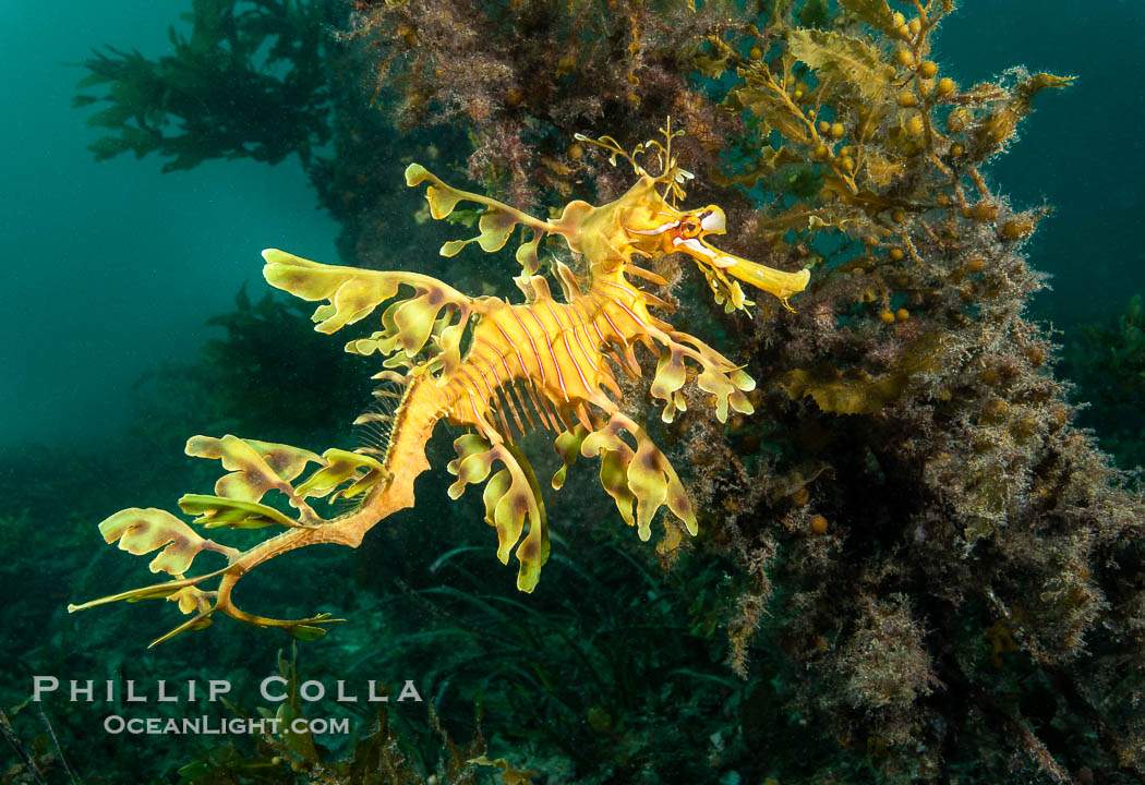 The leafy seadragon (Phycodurus eques) is found on the southern and western coasts of Australia.  Its extravagent appendages serve only for camoflage, since it has a nearly-invisible dorsal fin that propels it slowly through the water. The leafy sea dragon is the marine emblem of South Australia, Phycodurus eques, Rapid Bay Jetty