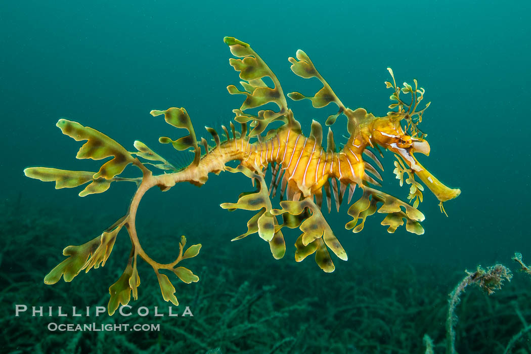 The leafy seadragon (Phycodurus eques) is found on the southern and western coasts of Australia. Its extravagent appendages serve only for camoflage, since it has a nearly-invisible dorsal fin that propels it slowly through the water. The leafy sea dragon is the marine emblem of South Australia. Rapid Bay Jetty, Phycodurus eques, natural history stock photograph, photo id 39360