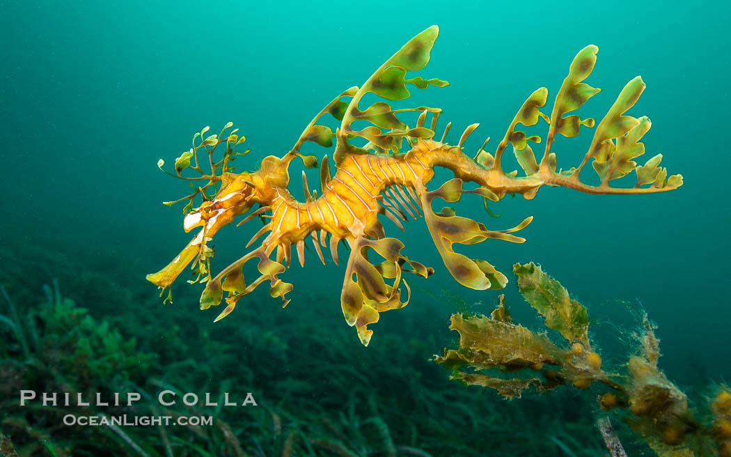 The leafy seadragon (Phycodurus eques) is found on the southern and western coasts of Australia.  Its extravagent appendages serve only for camoflage, since it has a nearly-invisible dorsal fin that propels it slowly through the water. The leafy sea dragon is the marine emblem of South Australia, Phycodurus eques, Rapid Bay Jetty