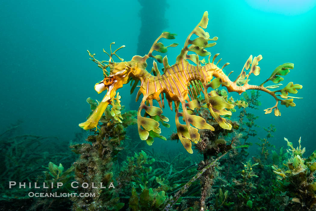 The leafy seadragon (Phycodurus eques) is found on the southern and western coasts of Australia.  Its extravagent appendages serve only for camoflage, since it has a nearly-invisible dorsal fin that propels it slowly through the water. The leafy sea dragon is the marine emblem of South Australia. Rapid Bay Jetty, Phycodurus eques, natural history stock photograph, photo id 39133