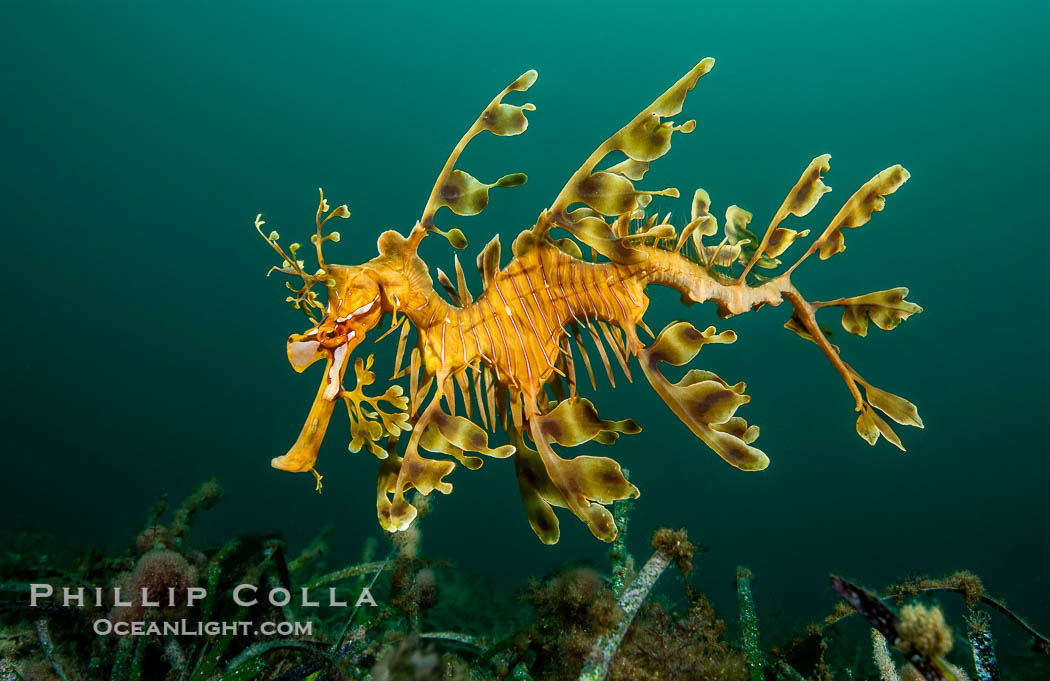 The leafy seadragon (Phycodurus eques) is found on the southern and western coasts of Australia.  Its extravagent appendages serve only for camoflage, since it has a nearly-invisible dorsal fin that propels it slowly through the water. The leafy sea dragon is the marine emblem of South Australia. Rapid Bay Jetty, Phycodurus eques, natural history stock photograph, photo id 39137