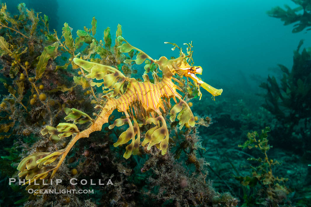 The leafy seadragon (Phycodurus eques) is found on the southern and western coasts of Australia. Its extravagent appendages serve only for camoflage, since it has a nearly-invisible dorsal fin that propels it slowly through the water. The leafy sea dragon is the marine emblem of South Australia. Rapid Bay Jetty, Phycodurus eques, natural history stock photograph, photo id 39357