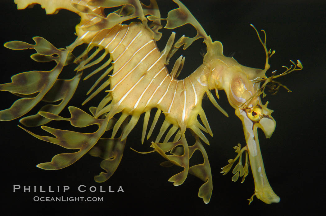 Leafy Seadragon., Phycodurus eques, natural history stock photograph, photo id 07818