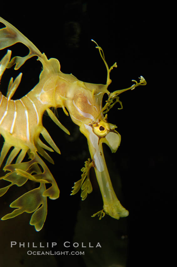 Leafy Seadragon., Phycodurus eques, natural history stock photograph, photo id 07815
