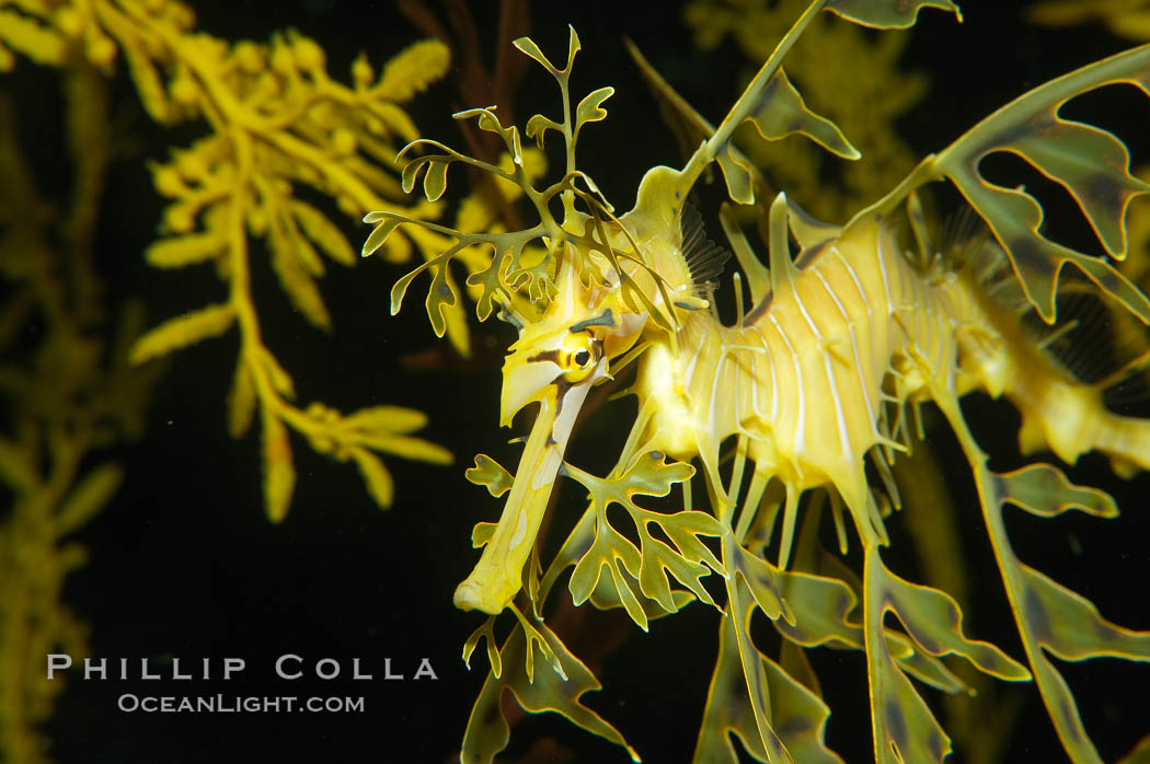 Leafy Seadragon., Phycodurus eques, natural history stock photograph, photo id 14555