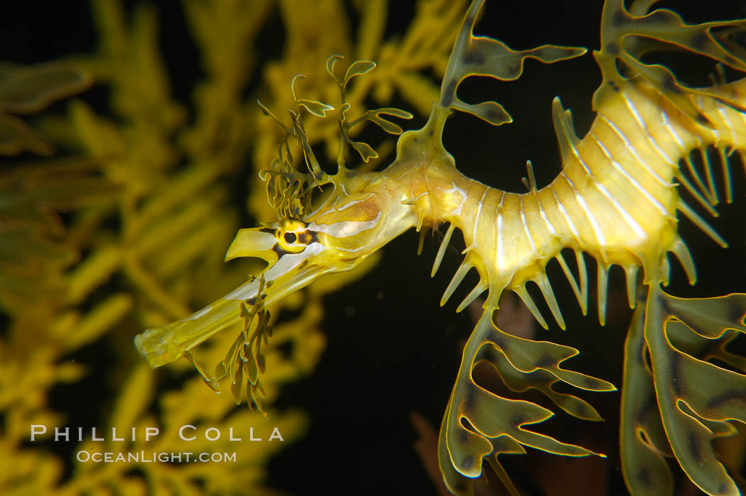 Leafy Seadragon., Phycodurus eques, natural history stock photograph, photo id 14470