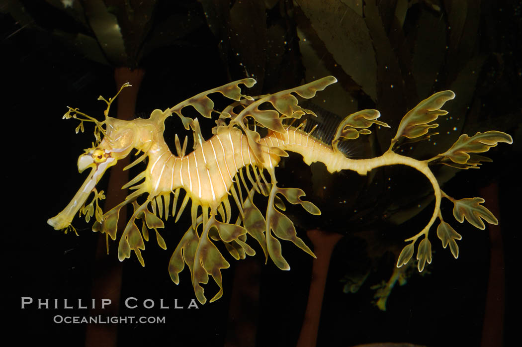 Leafy Seadragon., Phycodurus eques, natural history stock photograph, photo id 07813