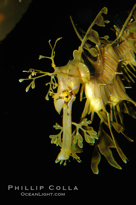 Leafy Seadragon., Phycodurus eques, natural history stock photograph, photo id 07821