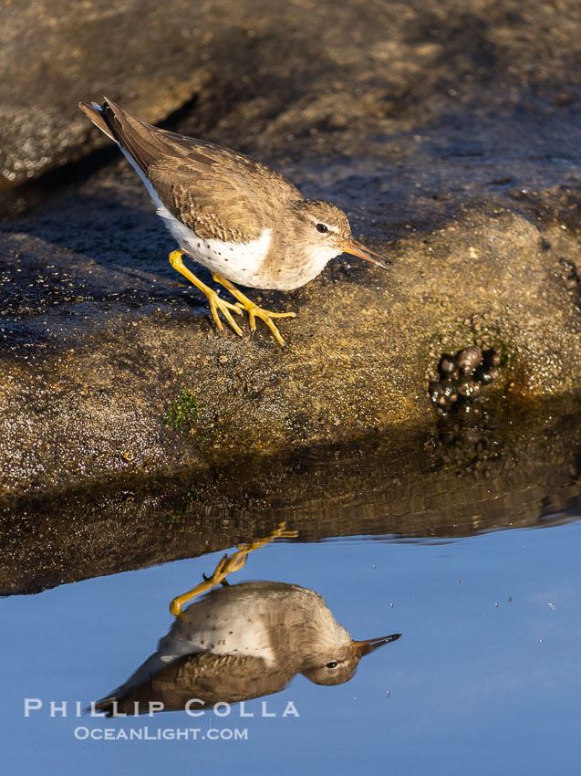 Least Sandpiper reflected in tide pool, foraging for food, La Jolla. California, USA, natural history stock photograph, photo id 38638