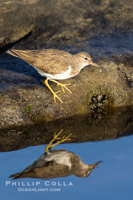 Least Sandpiper reflected in tide pool, foraging for food, La Jolla. California, USA, natural history stock photograph, photo id 38639