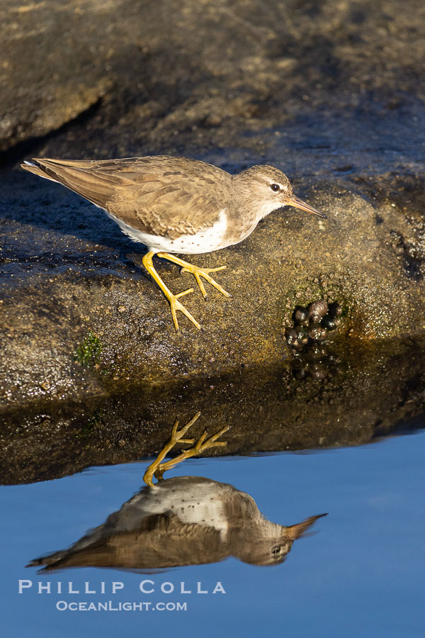 Least Sandpiper reflected in tide pool, foraging for food, La Jolla., natural history stock photograph, photo id 38639