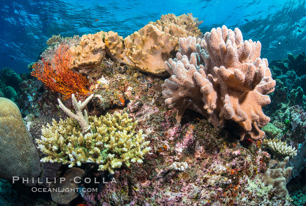 Leather coral, gorgonian and stony corals, on a South Pacific coral reef, Fiji. Vatu I Ra Passage, Bligh Waters, Viti Levu  Island, Gorgonacea, Sarcophyton, natural history stock photograph, photo id 31489