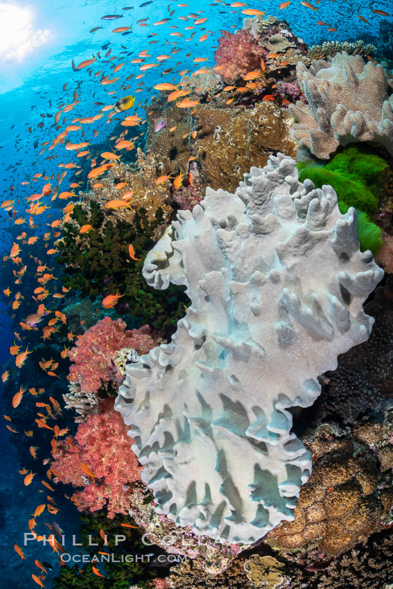 Leather coral, Sinularia sp, Fiji, Sinularia, Bligh Waters