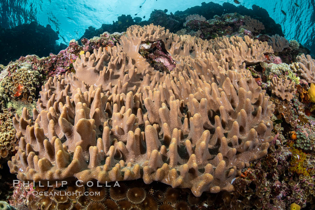 Leather coral, Sinularia sp., Fiji. Vatu I Ra Passage, Bligh Waters, Viti Levu Island, Sinularia, natural history stock photograph, photo id 34935