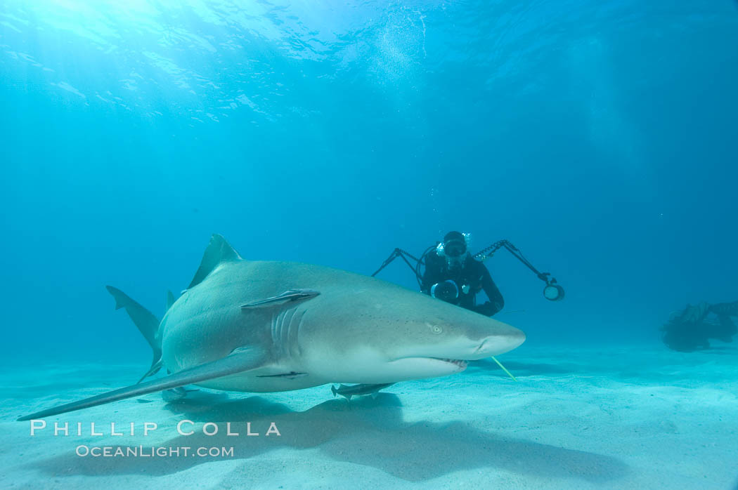 Lemon shark and photographer Keith Grundy. Bahamas, Negaprion brevirostris, natural history stock photograph, photo id 10790