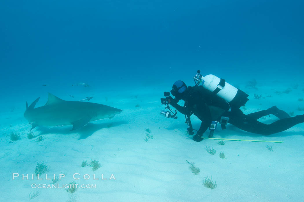 Lemon shark and photographer Bruce Watkins. Bahamas, Negaprion brevirostris, natural history stock photograph, photo id 10793