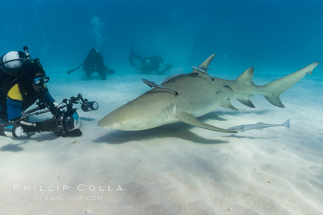 Lemon shark and photographer Jim Abernethy. Bahamas, Negaprion brevirostris, natural history stock photograph, photo id 10805