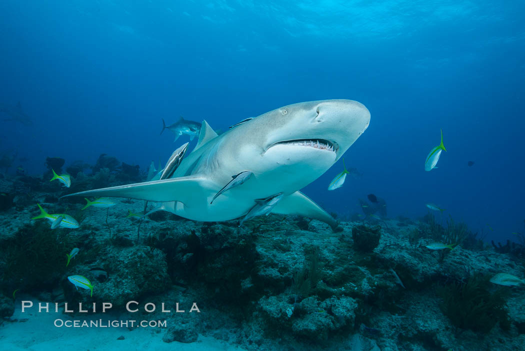 Lemon shark. Bahamas, Negaprion brevirostris, natural history stock photograph, photo id 32022