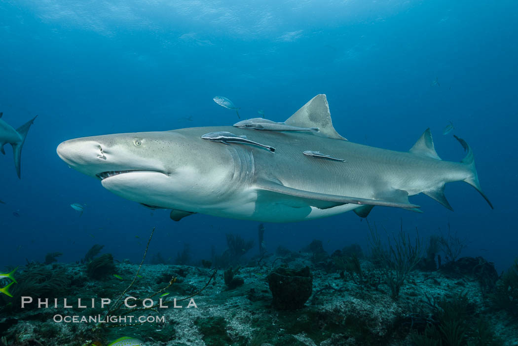 Lemon shark. Bahamas, Negaprion brevirostris, natural history stock photograph, photo id 32030