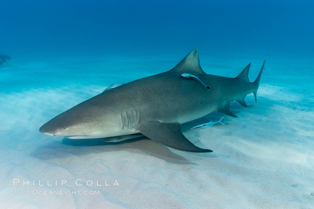 Lemon shark. Bahamas, Negaprion brevirostris, natural history stock photograph, photo id 10751